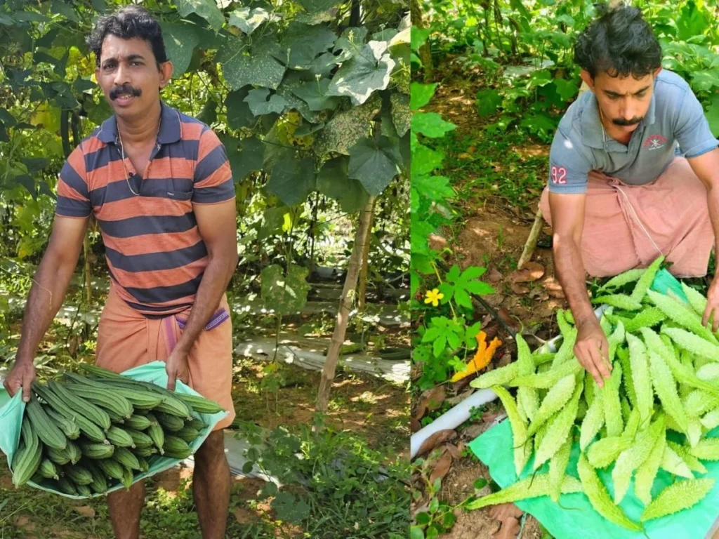 how to export vegetables from india to dubai