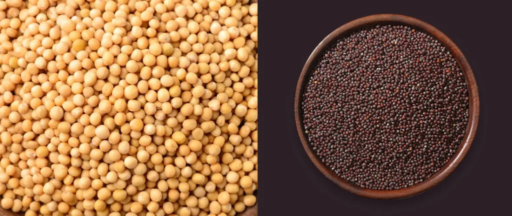 Mustard Seeds from India